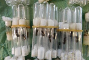 Из Италии в Россию под видом детских игрушек отправили посылку с колонией из 350 муравьев