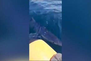 Российские рыбаки поиграли с акулой в Приморье