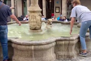 Собака запрыгнула в фонтан и устроила заплыв