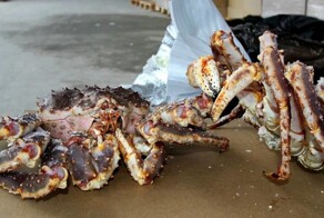 Житель Чечни попытался вывезти в Дубай 180 кг камчатского краба и лапы гималайского медведя