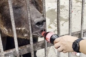 Люди, хватит: медведь в китайском зоопарке живёт в куче мусора