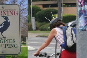 Злые и коварные австралийские сороки