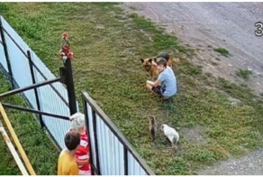 Страшнее кошки зверя нет