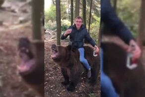 Веселое видео пьяного россиянина, сидящего верхом на медведе