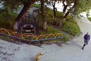 В Красноярском крае автоледи на "Лексусе" наехала на собаку и скрылась