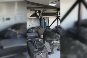 Нос на 100 миллионов: итальянский пес-коп унюхал деньги, которые китаец нелегально пытался вывезти из Италии