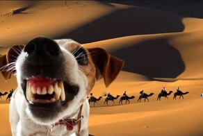 «Собака лает, караван идет»: значение и смысл пословицы