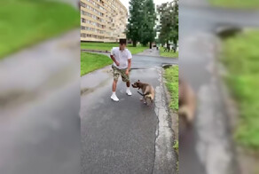 Прохожий попытался натравить пса на незнакомца в Санкт-Петербурге