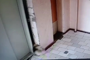 В Новосибирске шпиц упал в шахту лифта