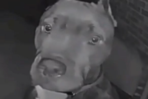 Пёс вернулся с прогулки и позвонил в дверной звонок