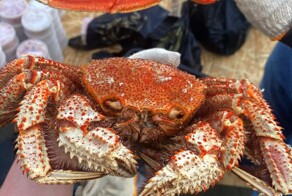 На Камчатке задержали мужчину, который пытался продать 170 килограммов краба-стригуна