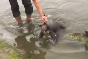 Мужчина спас жизнь тонущей коале
