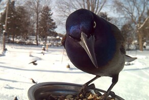 Шведских сорок привлекли к общественно-полезному труду — уборке мусора с улиц