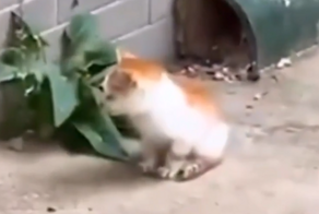 Всё как у людей: встреча котёнка с недовольной мамой