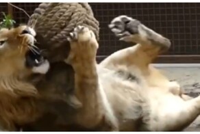 Большой котик играет с клубком