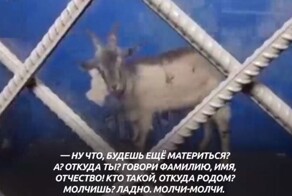 Бойцы задержали и поместили в изолятор сбежавшего козла