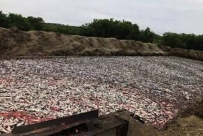 Тонны потрошеной красной рыбы нашли на камчатской свалке