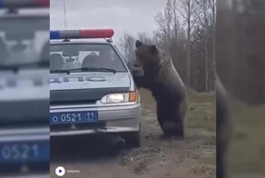 Медведь проверил документы гаишников