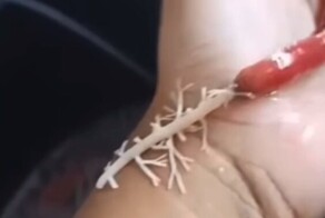 Самый странный домашний питомец