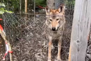 Под Новороссийском обнаружили истощенных волков, которых местная жительница держит на своем участке