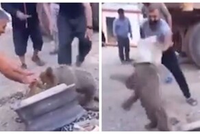 Медвежонок с жестяной банкой на голове устроил переполох в Турции