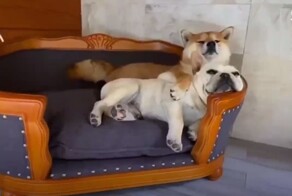 Как сильно можно любить себя и собак? Даже этот японец затруднится ответить