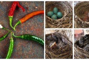 15 фотографий, показывающих жизненные циклы представителей природы