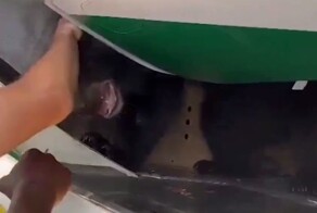 Косолапый сбежал из клетки в грузовом отсеке самолета и начал крушить багаж