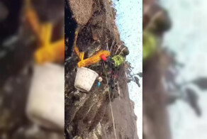 Сборщик дикого мёда