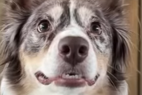 Когда хозяйка роняет чипсину на пол