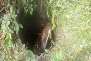 Строительная техника и целый отряд спасателей потребовались, чтобы вытащить коня из глубокого колодца