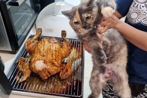 30 уморительных животных, которых поймали на воровстве