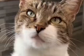 Кошачья прогулка от первого лица