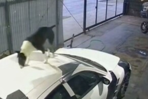 Четырёхлапый Xzibit официально прокачал тачку