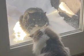 Больной кот пришёл на порог семьи, надеясь, что ему помогут