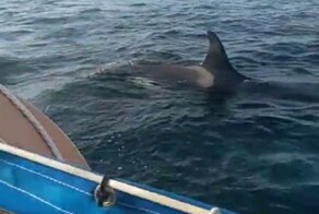 Косатки совершили нападение на яхту у берегов Португалии
