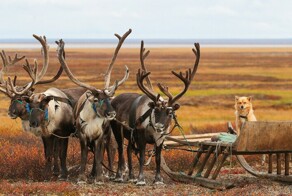 В каких регионах России нет железных дорог и почему?