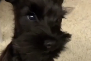 Забавная реакция пса на фен