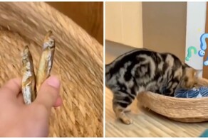 Верни заначку! Кот остался без спрятанной рыбки