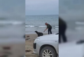 На Сахалине нетрезвые туристы отхлестали мёртвой рыбой морского котика