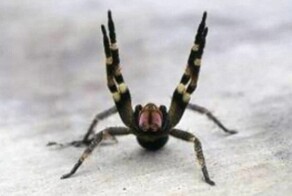В Австрии закрыли супермаркет из-за паука, яд которого вызывает эрекцию