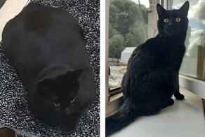 Кот Беляш вернулся на работу в вологодскую службу спасения