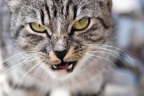 Кот укусил жителя Великобритании и он заразился неизвестной инфекцией