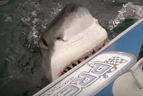 25 самых эпичных нападений акул