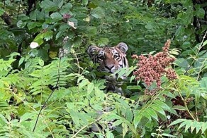 В Приморье из-за наводнения из леса вышли тигры