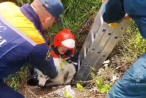 Спасатели достали собаку из заброшенного погреба