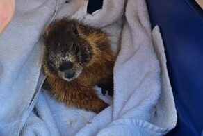 В США из машины извлекли сурка, проехавшего «автостопом» более 700 км