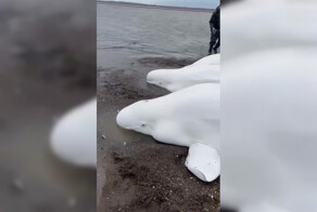 На Камчатке рыбаки спасли семью из пяти белух, оказавшихся на мели