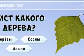 Ботанический тест: определите дерево по листве