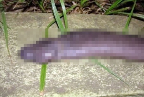 Неизвестная науке змея похожая на пенис (4 фото)